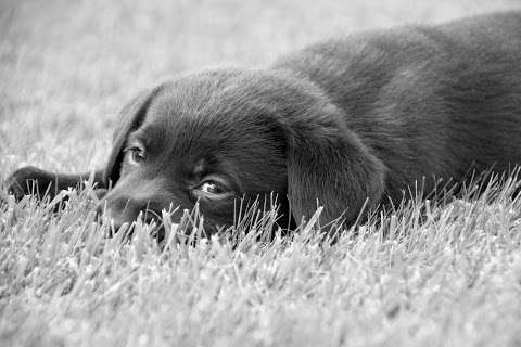 Doukare Labradors